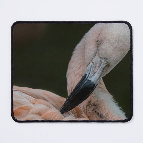 Item preview, Photo of a Chilean Flamingo (Phoenicopterus chilensis). designed and sold by Vine Photographic.