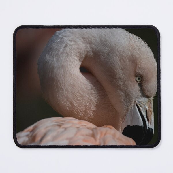 Item preview, Photo of a Chilean Flamingo (Phoenicopterus chilensis). designed and sold by Vine Photographic.