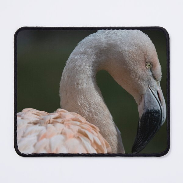 Item preview, Photo of a Chilean Flamingo (Phoenicopterus chilensis). designed and sold by Vine Photographic.