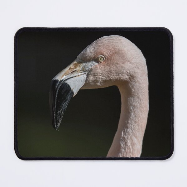 Item preview, Photo of a Chilean Flamingo (Phoenicopterus chilensis). designed and sold by Vine Photographic.
