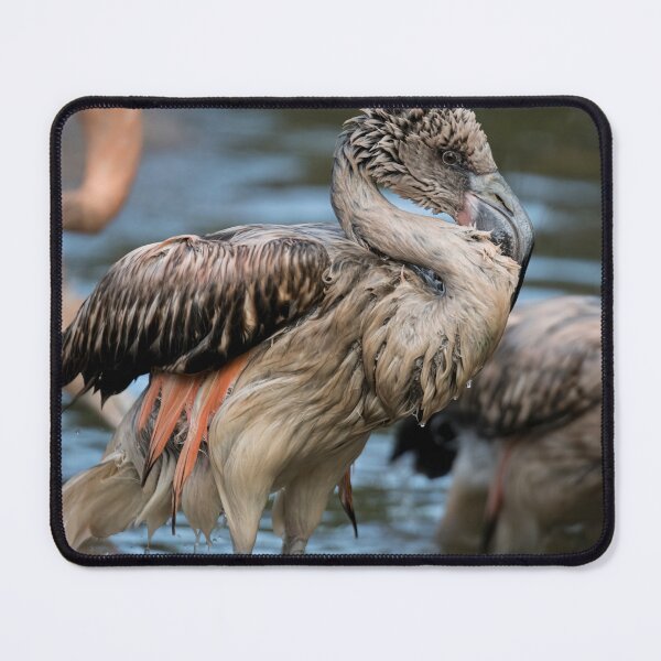 Item preview, Photo of a juvenile Chilean Flamingo (Phoenicopterus chilensis). designed and sold by Vine Photographic.