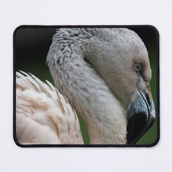 Item preview, Photo of a juvenile Chilean Flamingo (Phoenicopterus chilensis). designed and sold by Vine Photographic.