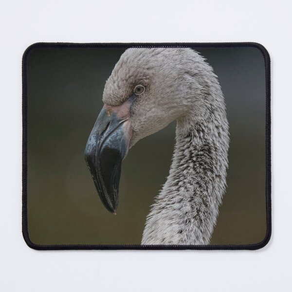 Item preview, Photo of a juvenile Chilean Flamingo (Phoenicopterus chilensis). designed and sold by Vine Photographic.