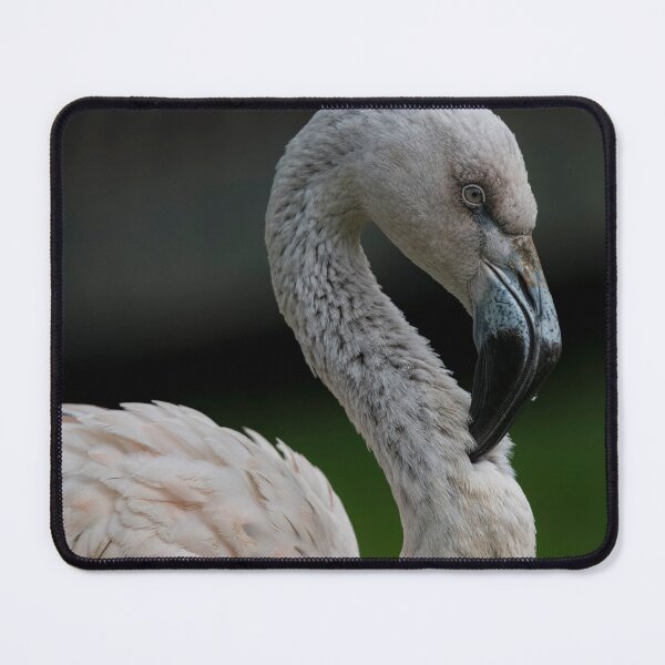 Item preview, Photo of a juvenile Chilean Flamingo (Phoenicopterus chilensis). designed and sold by Vine Photographic.