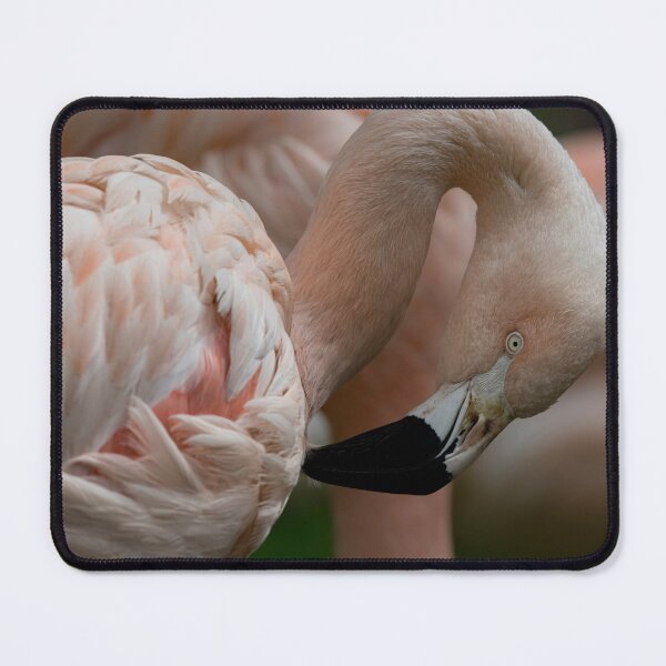 Item preview, Photo of a Chilean Flamingo (Phoenicopterus chilensis). designed and sold by Vine Photographic.