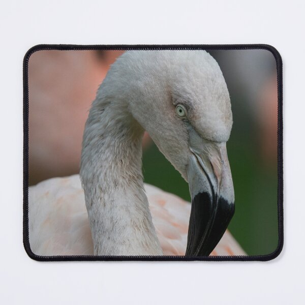 Item preview, Photo of a Chilean Flamingo (Phoenicopterus chilensis). designed and sold by Vine Photographic.