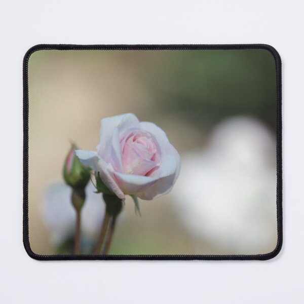Item preview, Pink Rose Partial Bloom Soft Background designed and sold by JMBennettPhotos.
