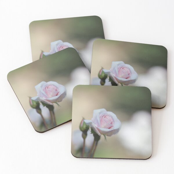 Item preview, Fondo suave con rosas rosadas en plena floración designed and sold by JMBennettPhotos.