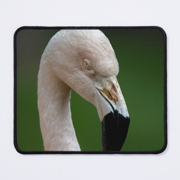 Item preview, Photo of a Chilean Flamingo (Phoenicopterus chilensis). designed and sold by Vine Photographic.