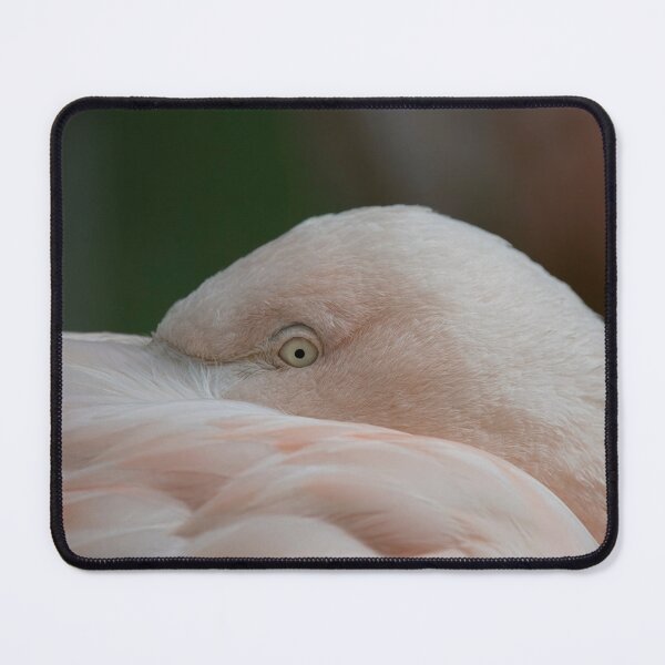 Item preview, Photo of a Chilean Flamingo (Phoenicopterus chilensis). designed and sold by Vine Photographic.