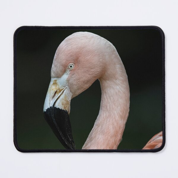 Item preview, Photo of a Chilean Flamingo (Phoenicopterus chilensis). designed and sold by Vine Photographic.