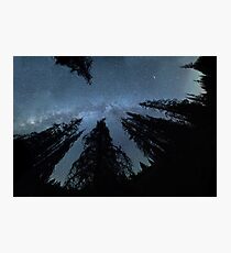 Celestial Starlight In The Forest Near Lake Irene Colorado Photographic Print