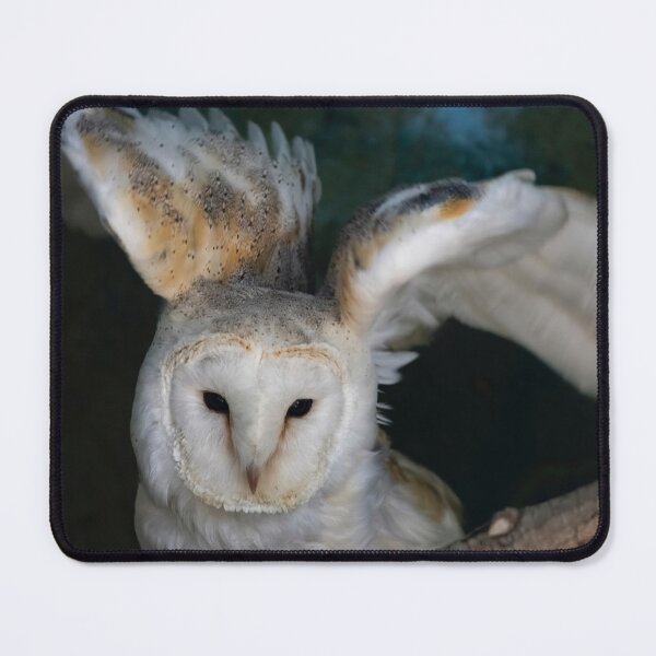 Item preview, Photo of a Barn Owl (Tyto alba). designed and sold by Vine Photographic.