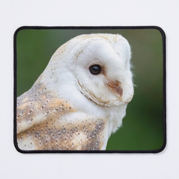 Item preview, Photo of a Barn Owl (Tyto alba). designed and sold by Vine Photographic.