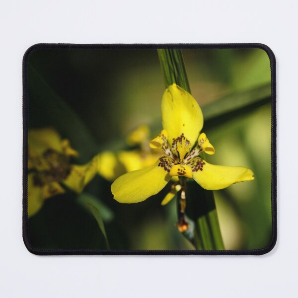 Item preview, Yellow Iris High Contrast designed and sold by JMBennettPhotos.