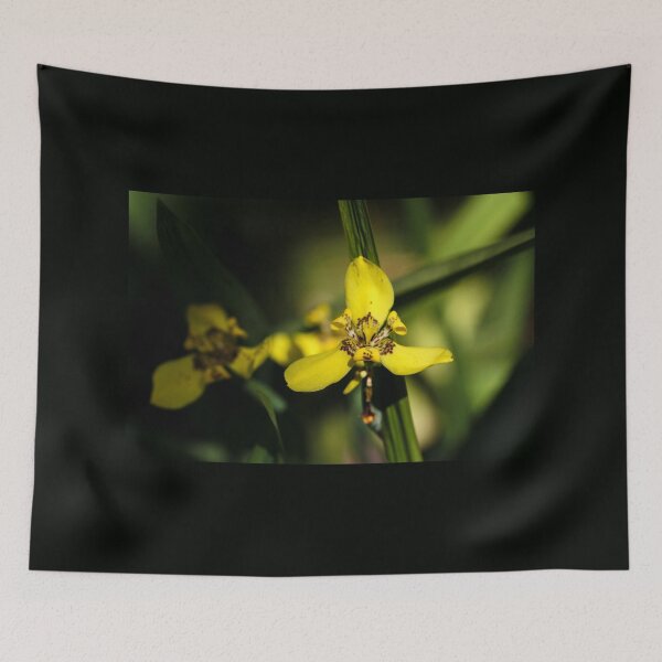 Aperçu de l'œuvre Iris jaune à contraste élevé créée et vendue par JMBennettPhotos.