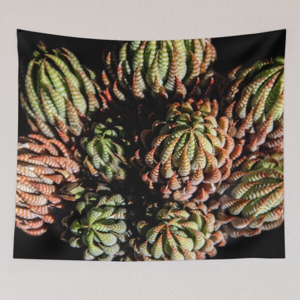 Item preview, Sempervivum Succulents designed and sold by heatherfriedman.