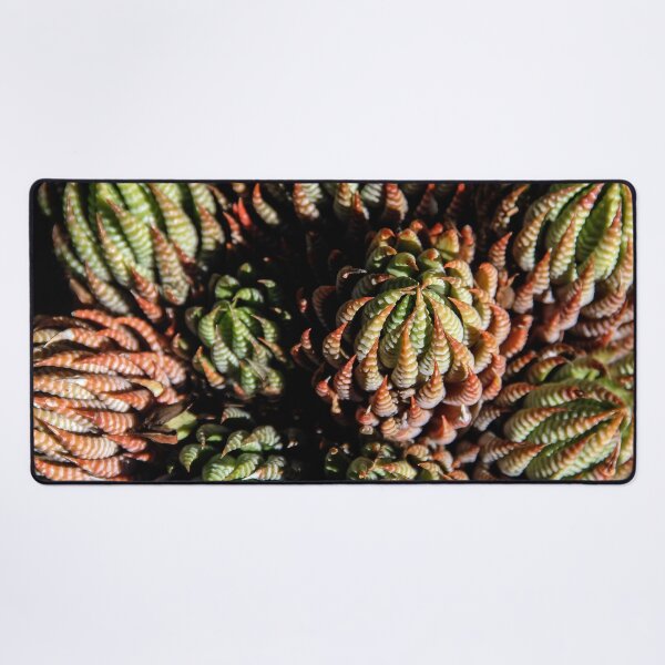 Aperçu de l'œuvre Sempervivum Succulentes créée et vendue par heatherfriedman.