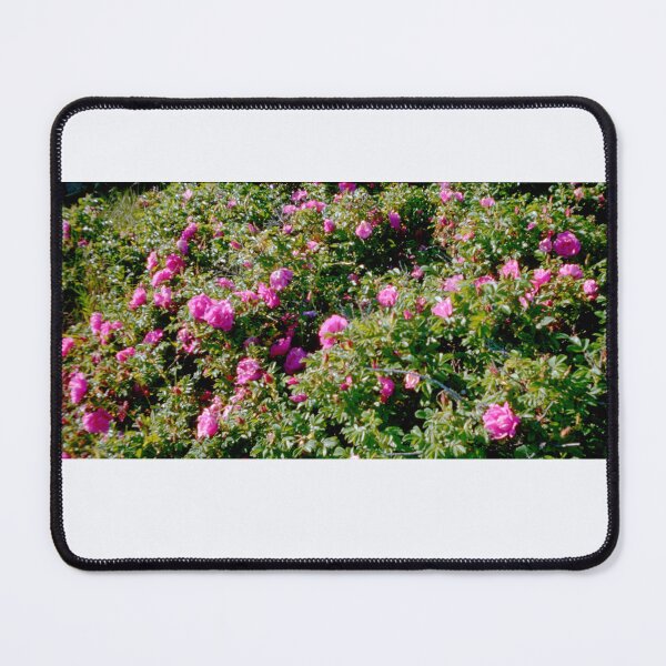 Item preview, Rugosa Roses, Watch Hill, RI designed and sold by Duane Gamble (Creative Photo Products).