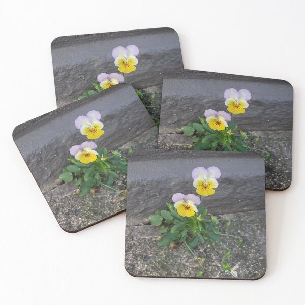 Item preview, Pavementplant Pansy  designed and sold by concretebotany.