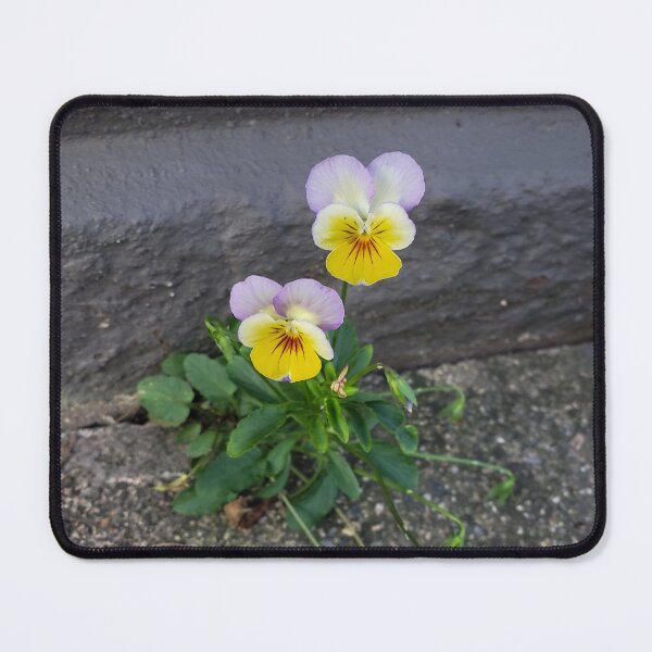 Item preview, Pavementplant Pansy  designed and sold by concretebotany.