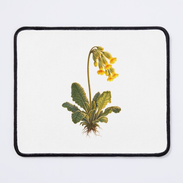 Item preview, Cowslip | Vintage Spring Wildflower Botanical Art | Cottagecore Gift designed and sold by Brackenlume Studio.