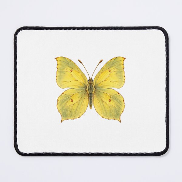 Item preview, Brimstone Butterfly | Vintage Entomology Specimen Art | Collector Gift designed and sold by Brackenlume Studio.