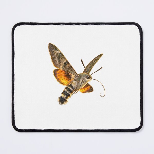 Item preview, Hummingbird Hawk-Moth | Vintage Entomology Specimen Art | Collector Gift designed and sold by Brackenlume Studio.