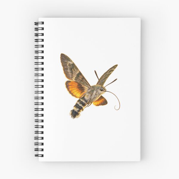 Item preview, Hummingbird Hawk-Moth | Vintage Entomology Specimen Art | Collector Gift designed and sold by Brackenlume Studio.