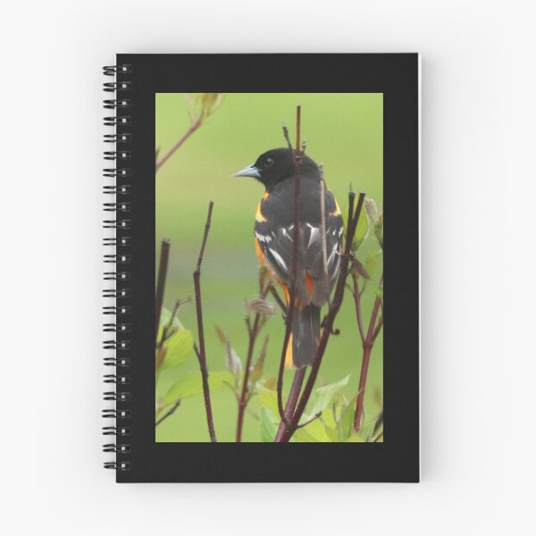 Item preview, A Visiting Baltimore Oriole designed and sold by Judy Geller.