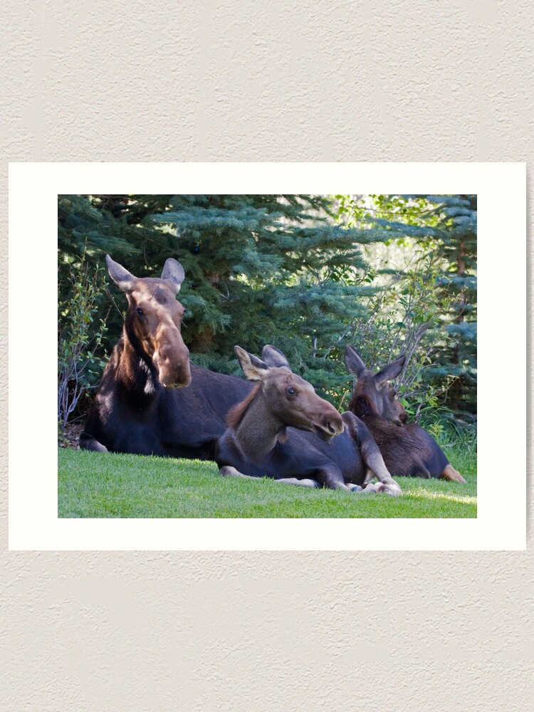 Alternate view of Jackson Hole Yard Art, too Art Print