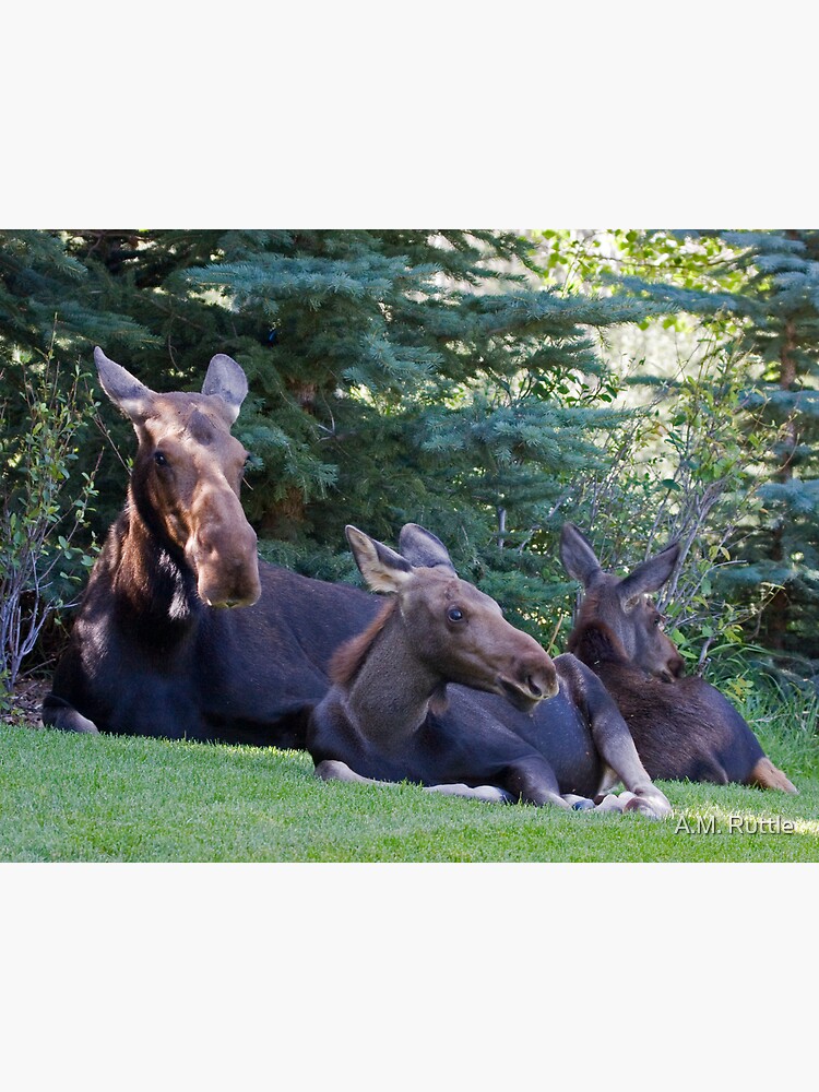 Jackson Hole Yard Art, too by annruttle