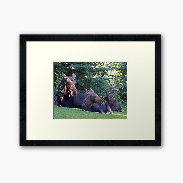 Jackson Hole Yard Art, too Framed Art Print
