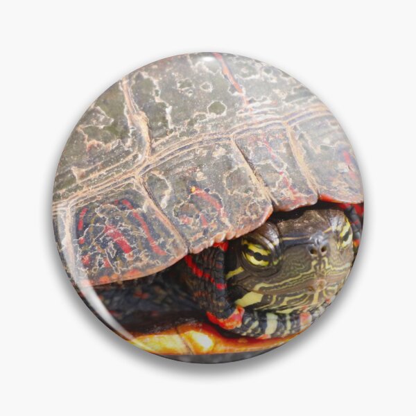 Item preview, A Painted Turtle Playing it Safe designed and sold by Judy Geller.
