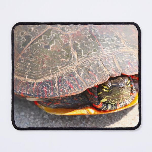 Item preview, A Painted Turtle Playing it Safe designed and sold by Judy Geller.
