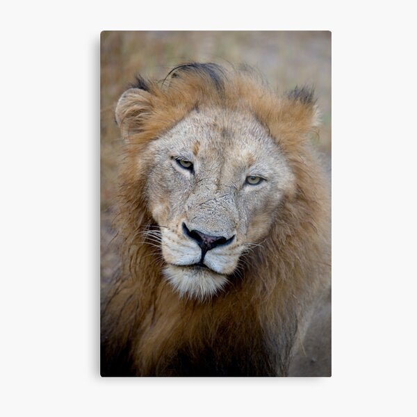 Item preview, Manyaleti Male Lion designed and sold by Michael Moss Photography.