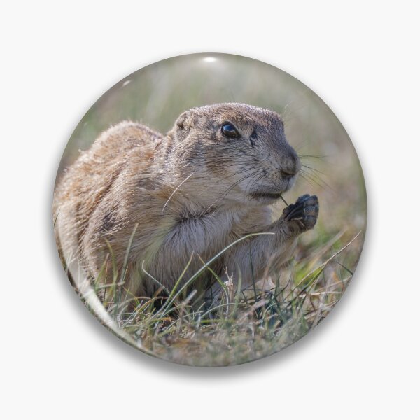 Item preview, Prairie Dog Theodore Roosevelt National Park North Dakota designed and sold by PhotoArt by Joan Carroll.