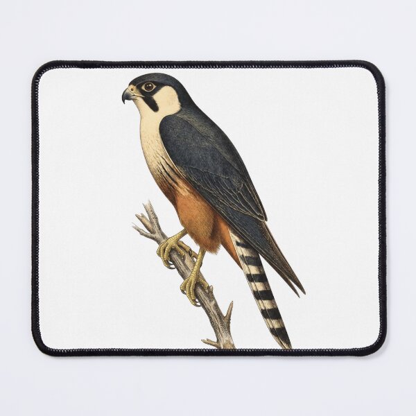 Item preview, Aplomado Falcon Vintage Bird Illustration designed and sold by ArtisShops.