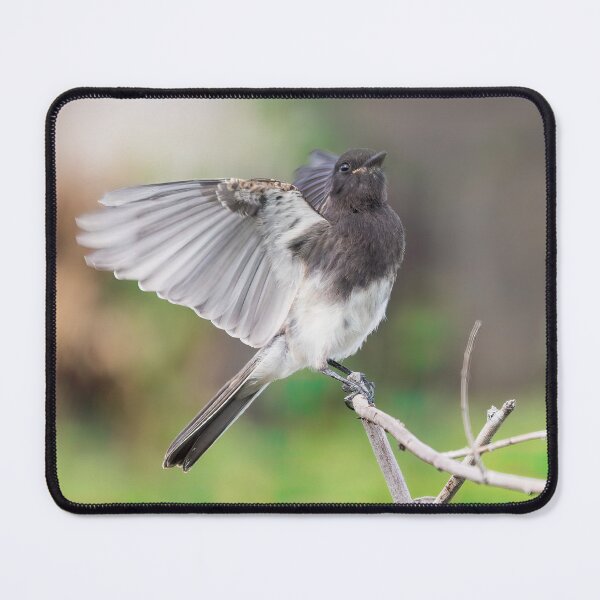 Item preview, Black Phoebe Looking Pretty designed and sold by CarolM.