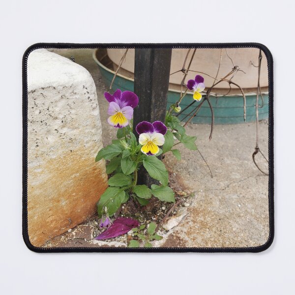 Item preview, Pavementplant Pansies designed and sold by concretebotany.