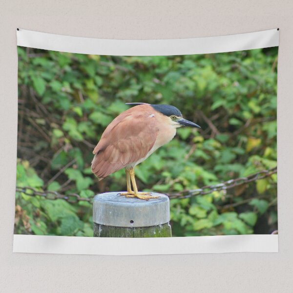 Item preview, Australian nankeen night heron designed and sold by FranWest.