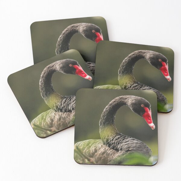 Item preview, Black Swan Bird designed and sold by robdanimalphotography.