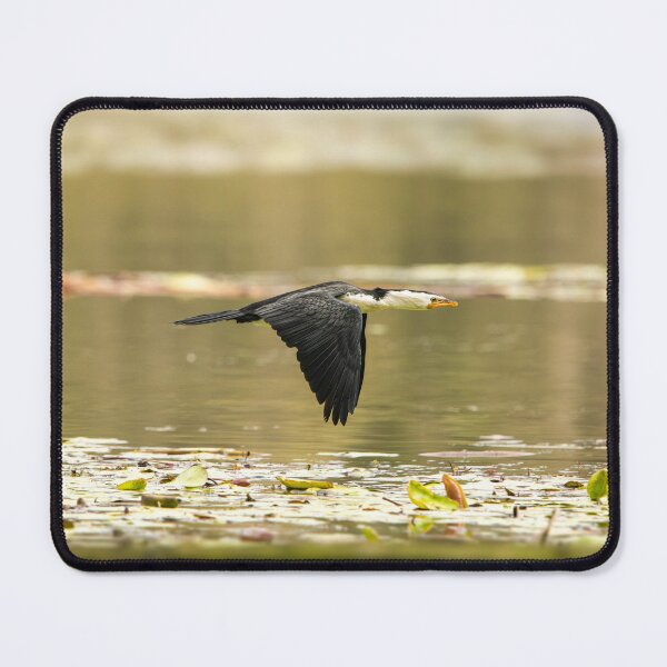 Item preview, Little Pied Cormorant designed and sold by robdanimalphotography.