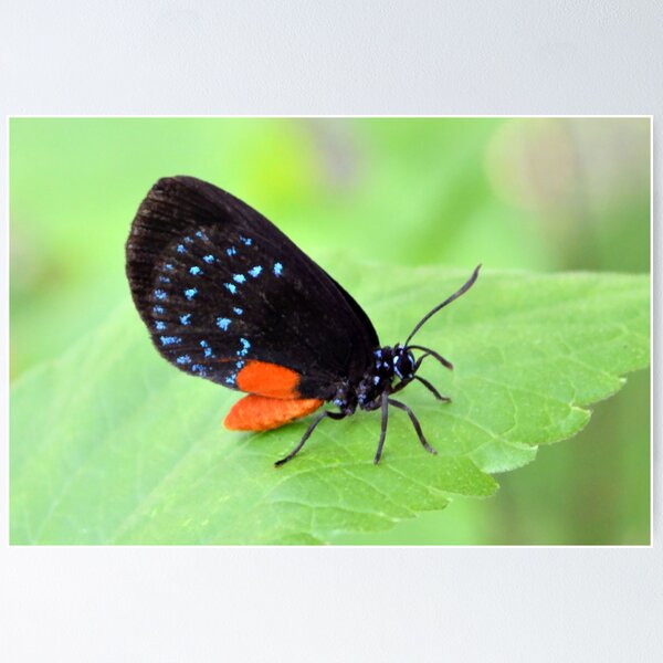 Item preview, Florida Atala Butterfly designed and sold by What I See by Dawne.