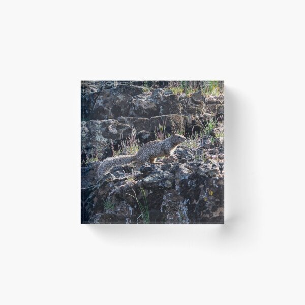 Item preview, Western Gray Squirrel designed and sold by DawsonImages.