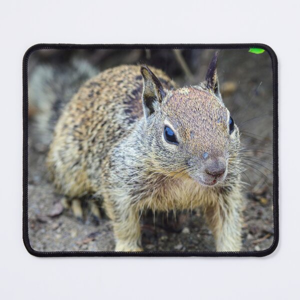 Item preview, Ground Squirrel Close Up | Small Wildlife Photography designed and sold by TheHikersEye.