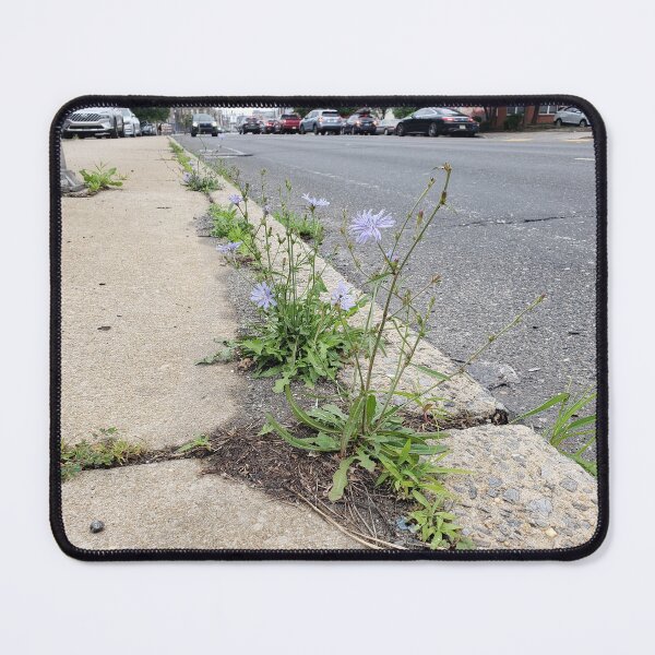 Item preview, Chicory on the Sidewalk of Washington Avenue designed and sold by concretebotany.