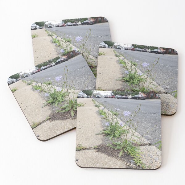 Item preview, Chicory on the Sidewalk of Washington Avenue designed and sold by concretebotany.