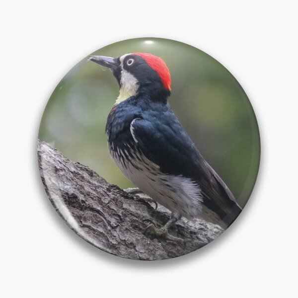 Item preview, Acorn Woodpecker on Tree Branch | Wildlife Bird Photography designed and sold by TheHikersEye.