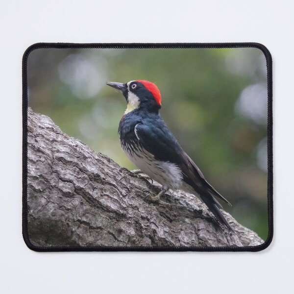 Item preview, Acorn Woodpecker on Tree Branch | Wildlife Bird Photography designed and sold by TheHikersEye.